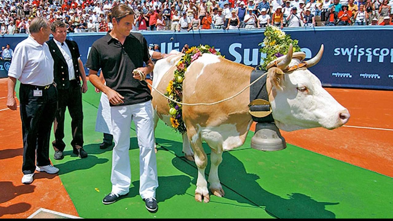 Roger Federer his love for cows