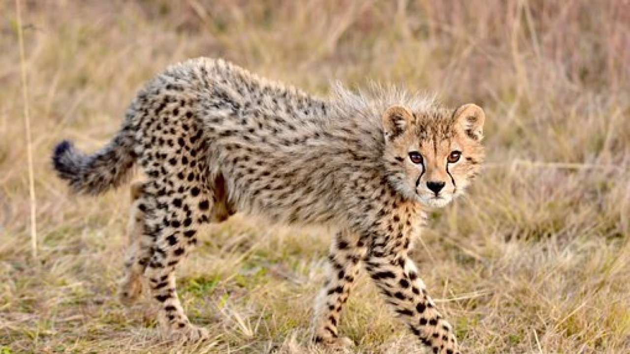 Cheetah