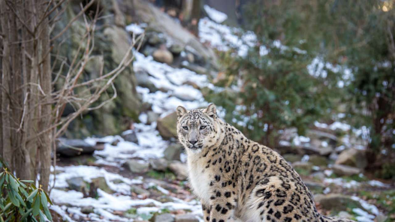 Snow Leopard