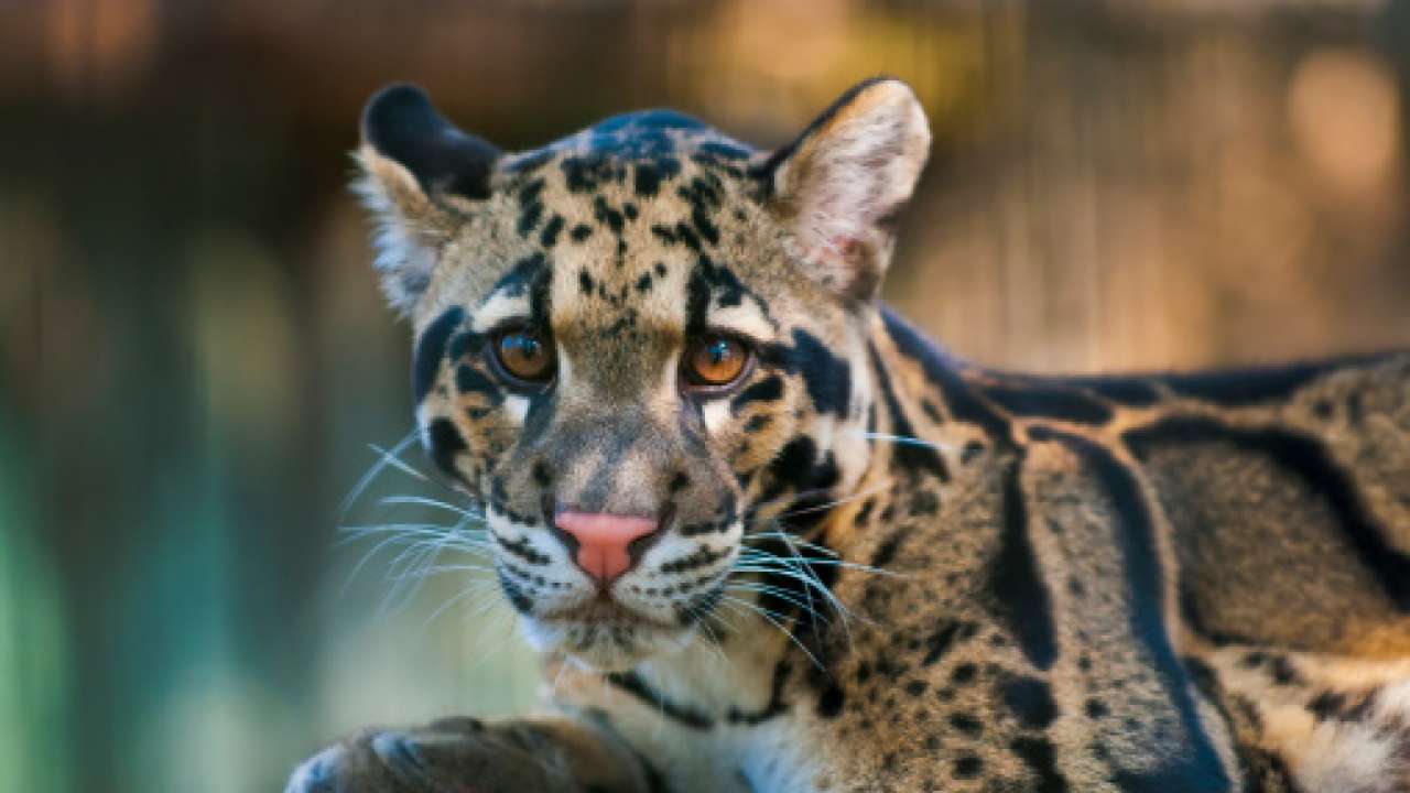 Clouded Leopard