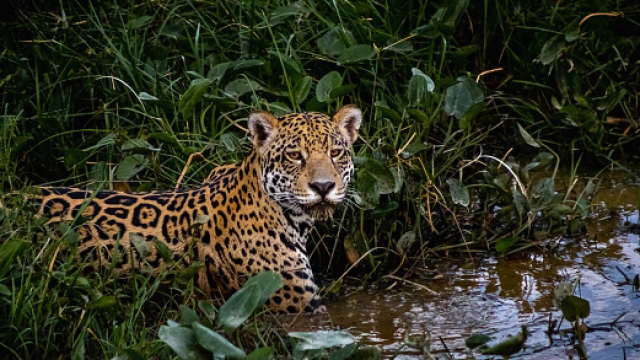 Jaguar