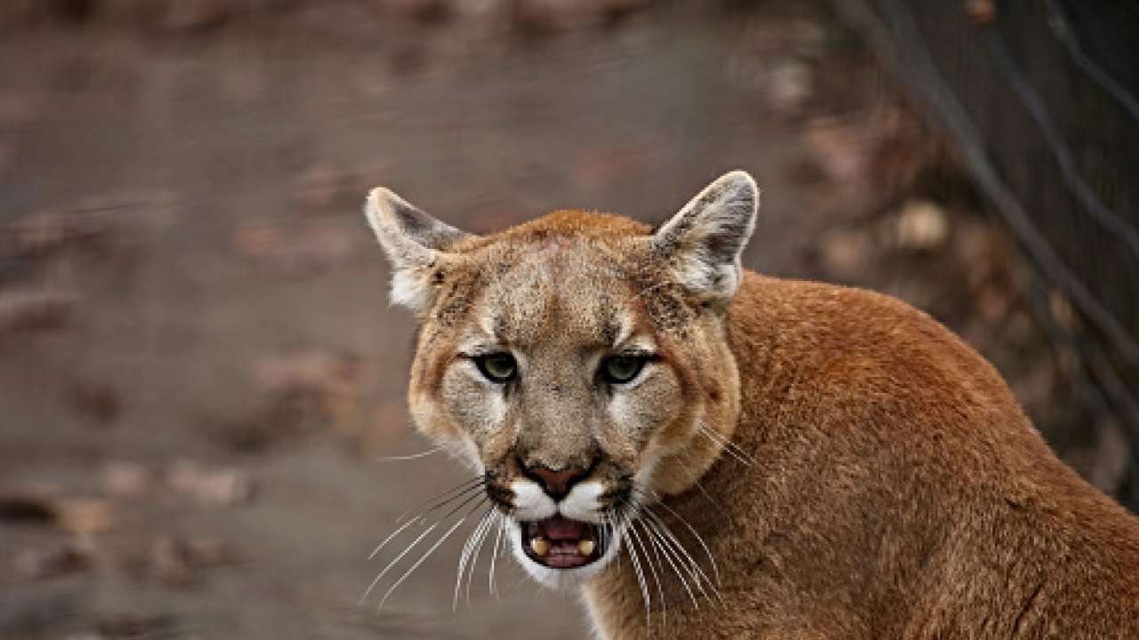 Cougar