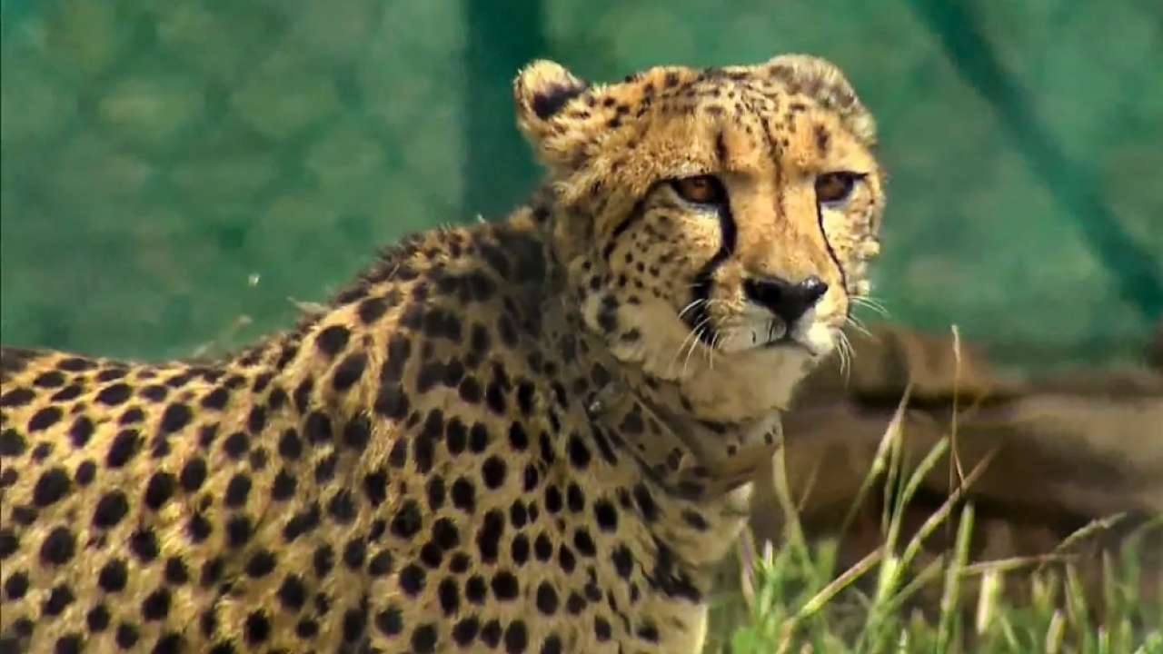 Why the cheetahs have been brought back to India?