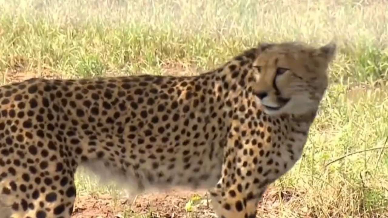 Project Cheetah