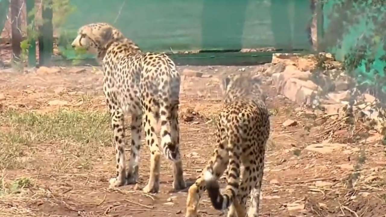 Cheetah in India