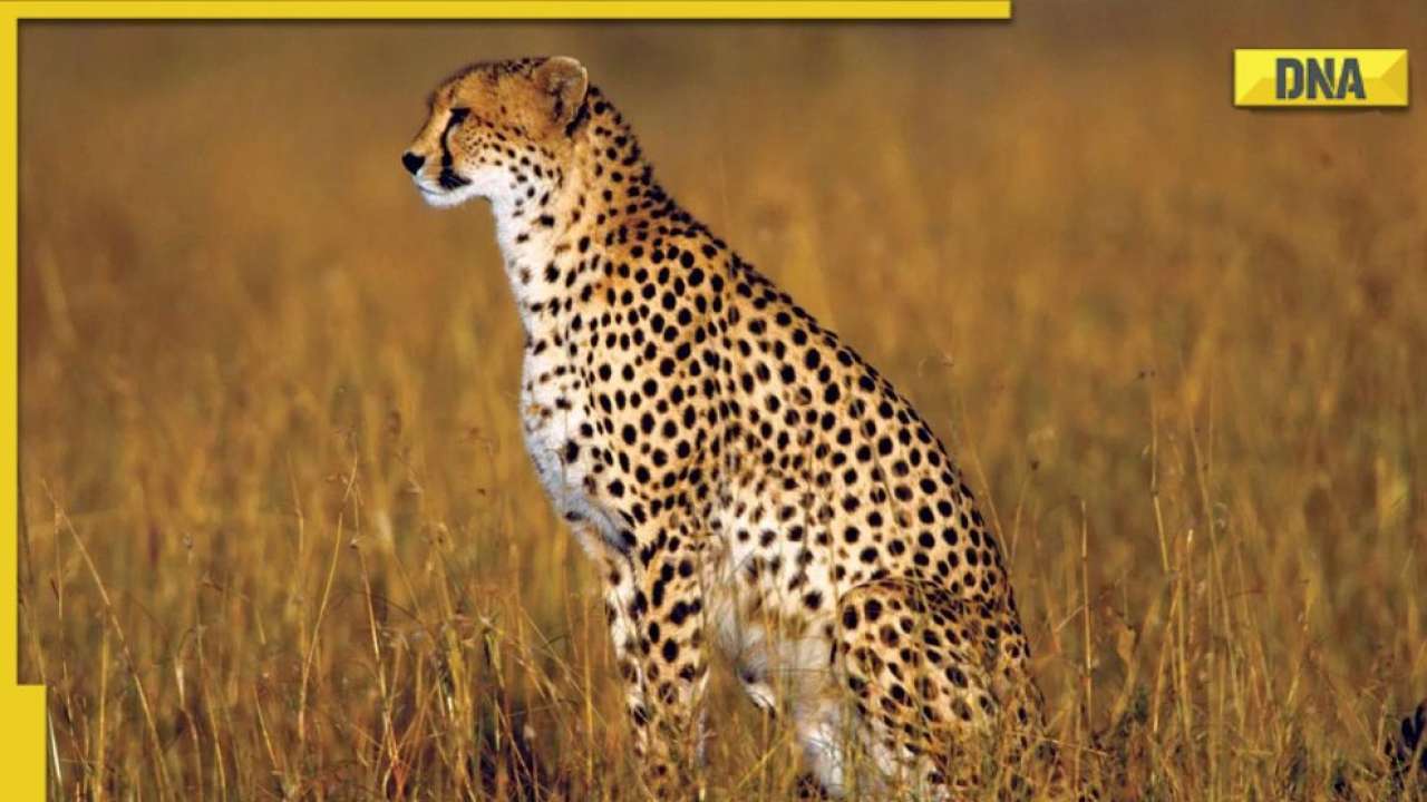 Project Cheetah: Know names of 8 big cats brought from Namibia to ...