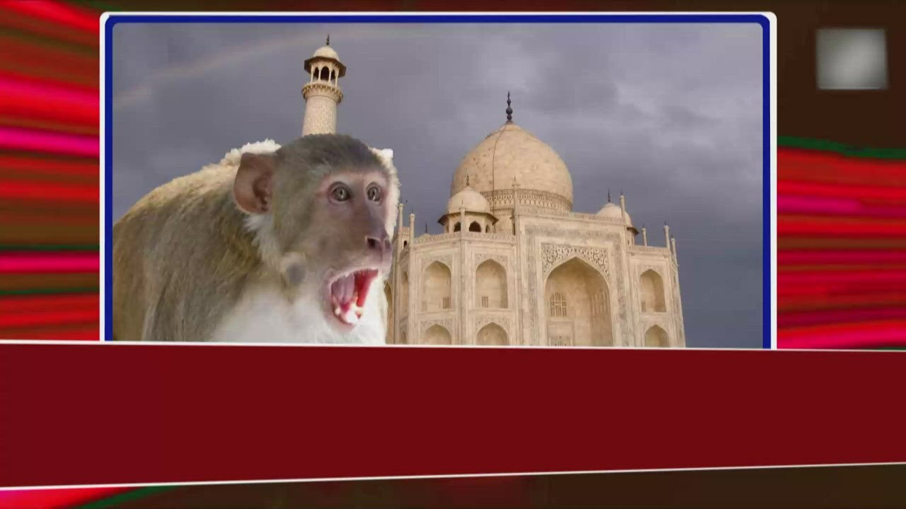 Monkey menace at Taj Mahal, tourists attacked