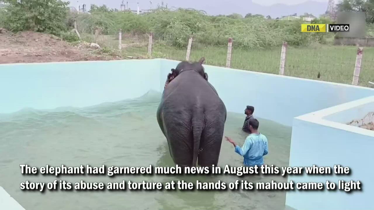Tamil Nadu: Assam officials reach Virudhunagar to inspect elephant Jaimala’s condition