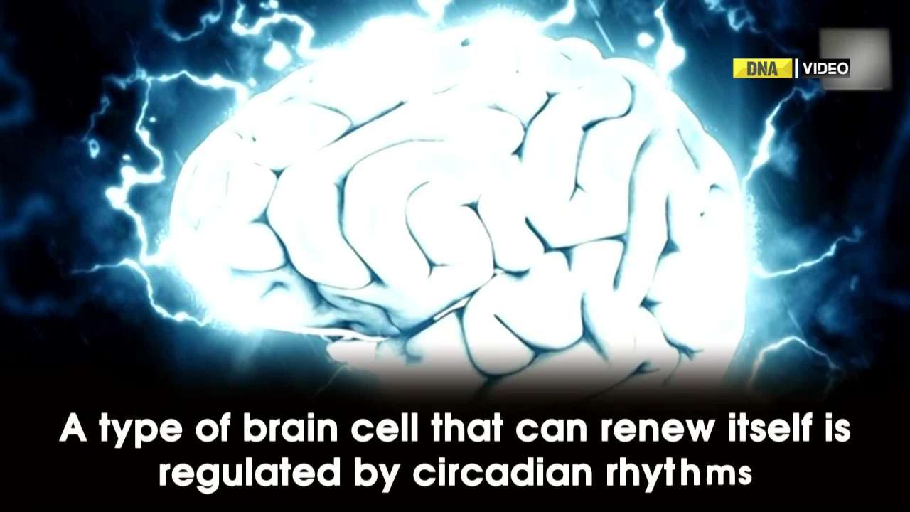 Research finds new clues to how circadian clock helps brain in post injury recovery
