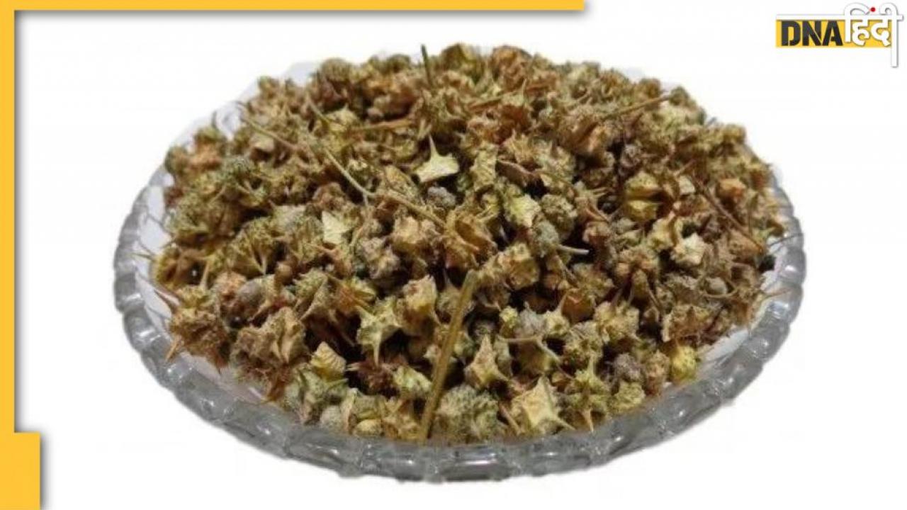 Herbs for Uric Acid : ब्लड से यूरिक एसिड को छान देगा ये चूर्ण, दूर हो जाएगा गठिया-बाई का दर्द