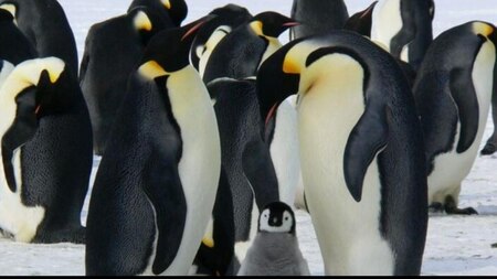 Emperor Penguins 