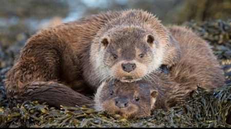 Otters