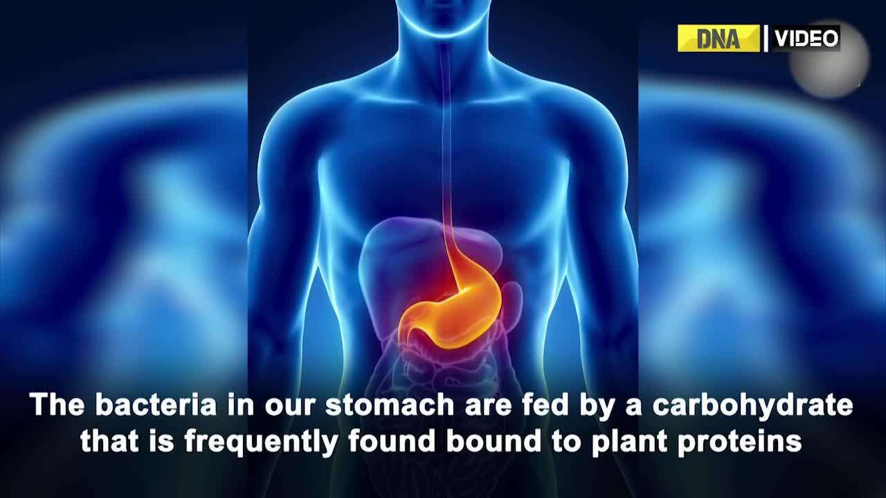 Microbes in gut consume plant sugars as food: Research