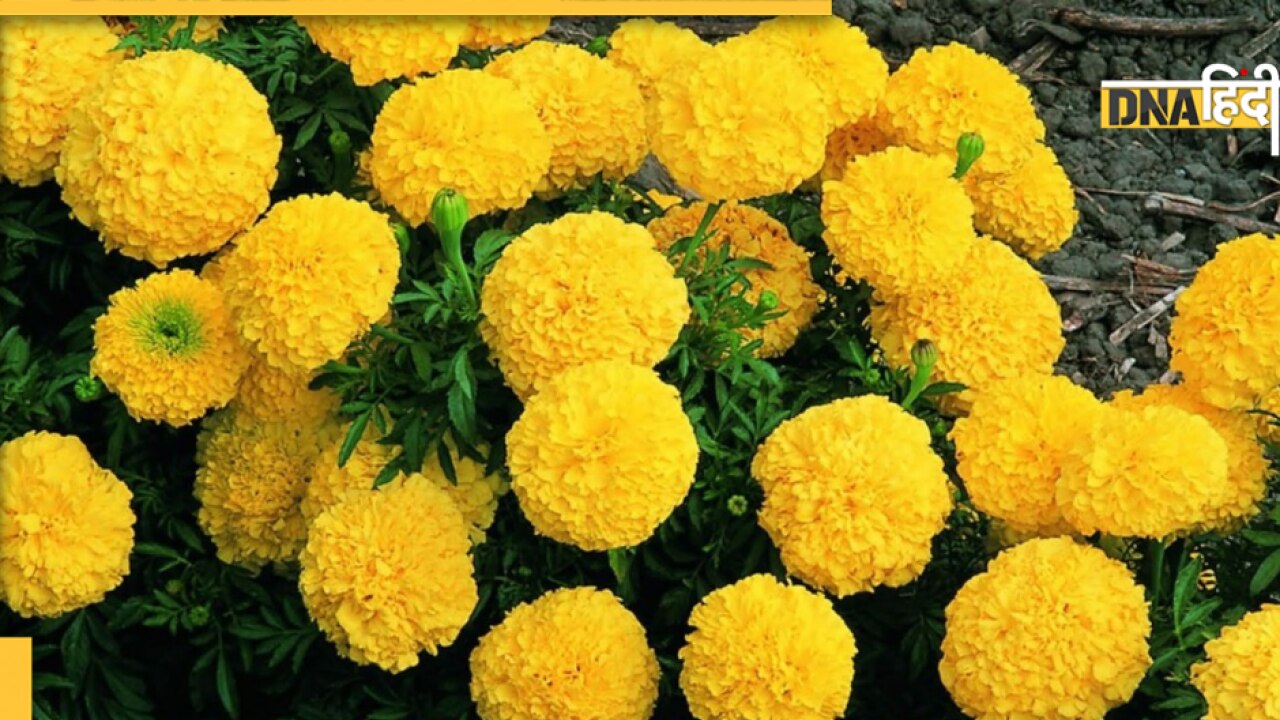 Marigold Flower Benefits: गेंदे के फूल ही नहीं पत्तियां भी हैं कमाल, कैंसर जैसी बीमारी करती है दूर