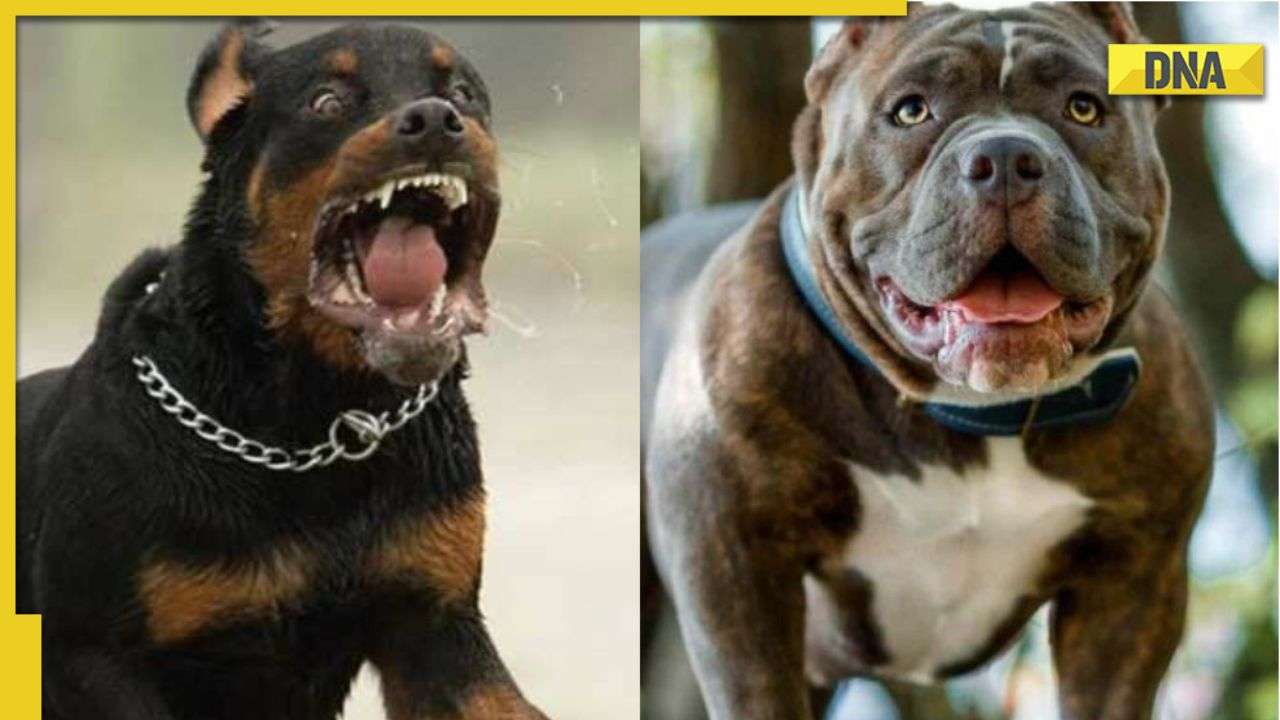 Kanpur bans Pitbull, Rottweiler dogs, violators to be slapped with ...