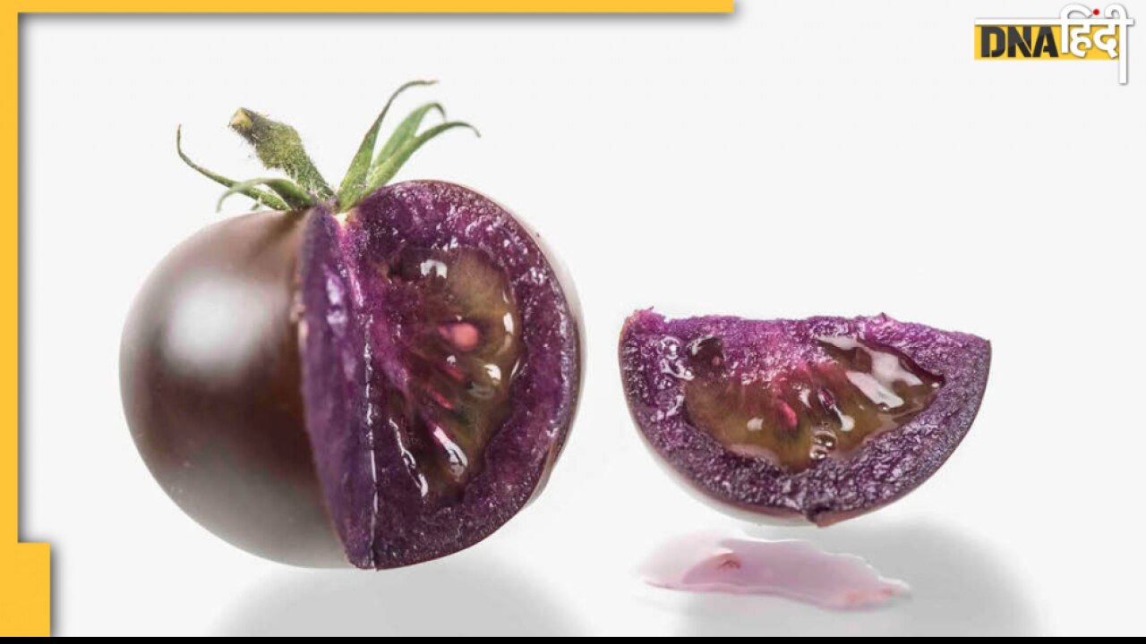 Purple Tomato Benefits: ये बैंगन नहीं है, बैंगनी रंग का टमाटर है जो देता है कैंसर को मात