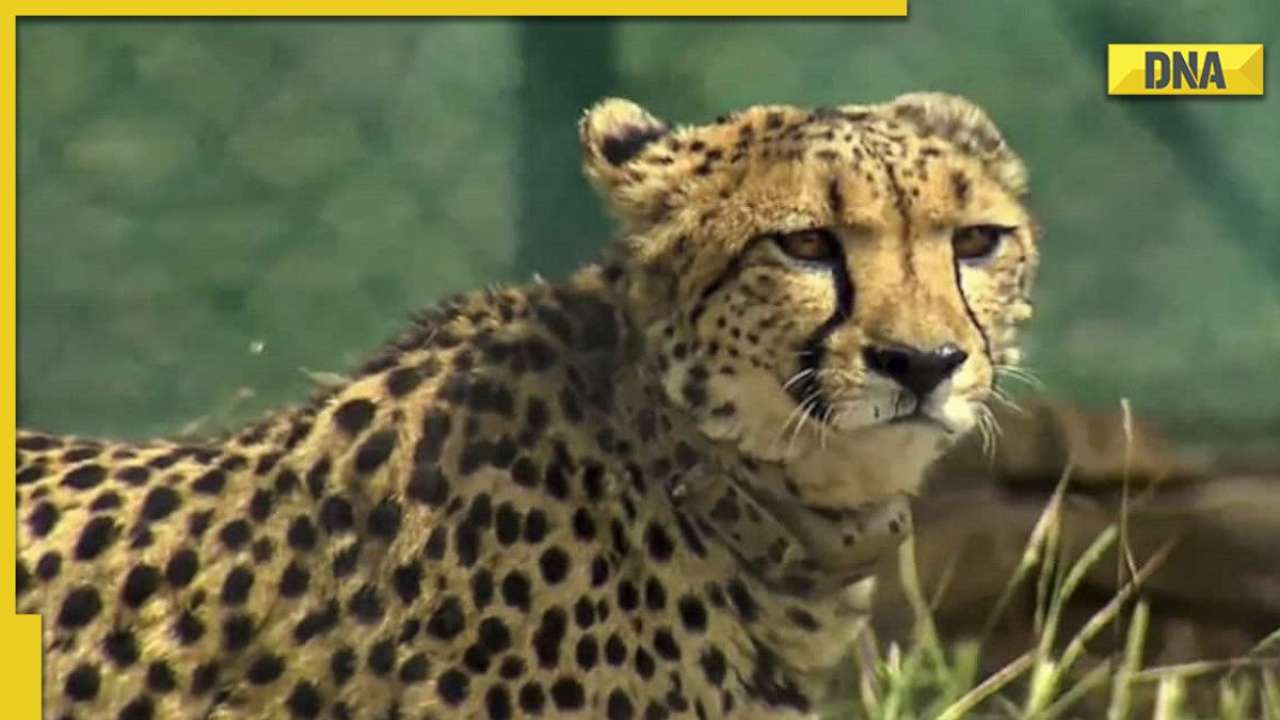 Cheetah ‘Aasha’ at Kuno National Park may be pregnant; park official