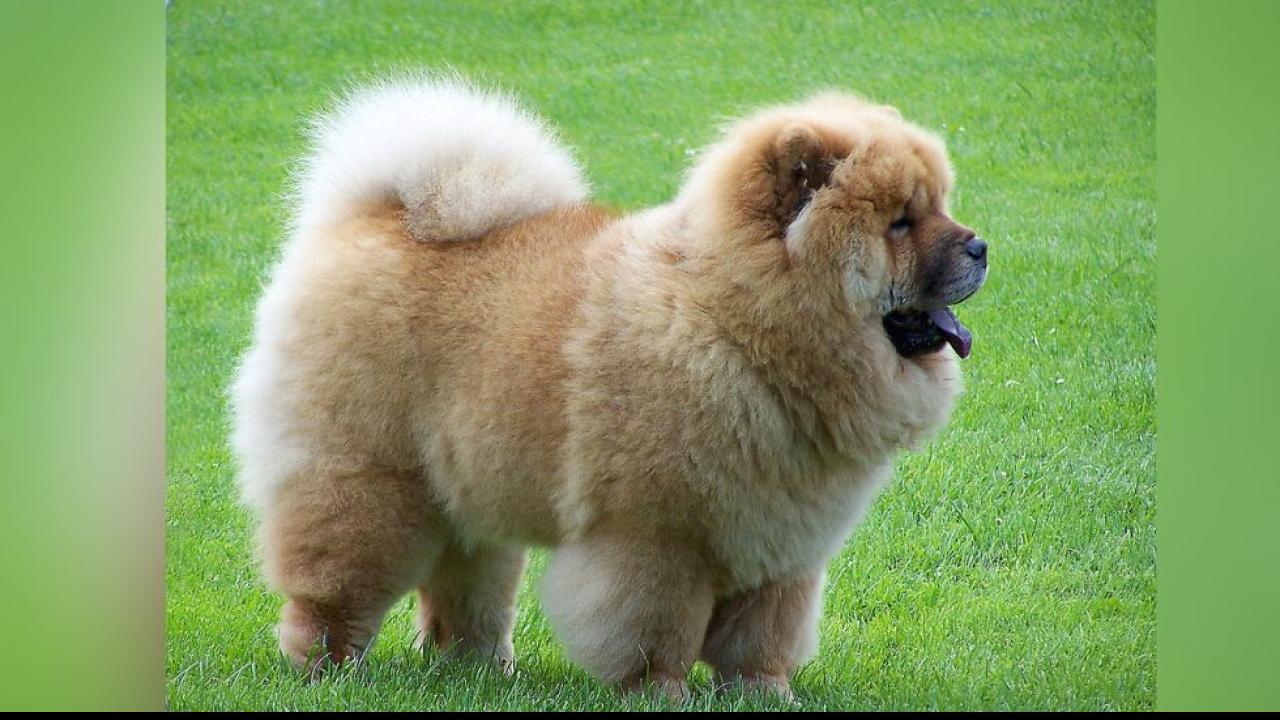 Chow Chow