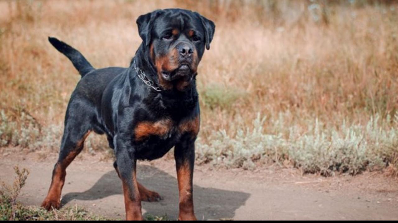 Rottweiler