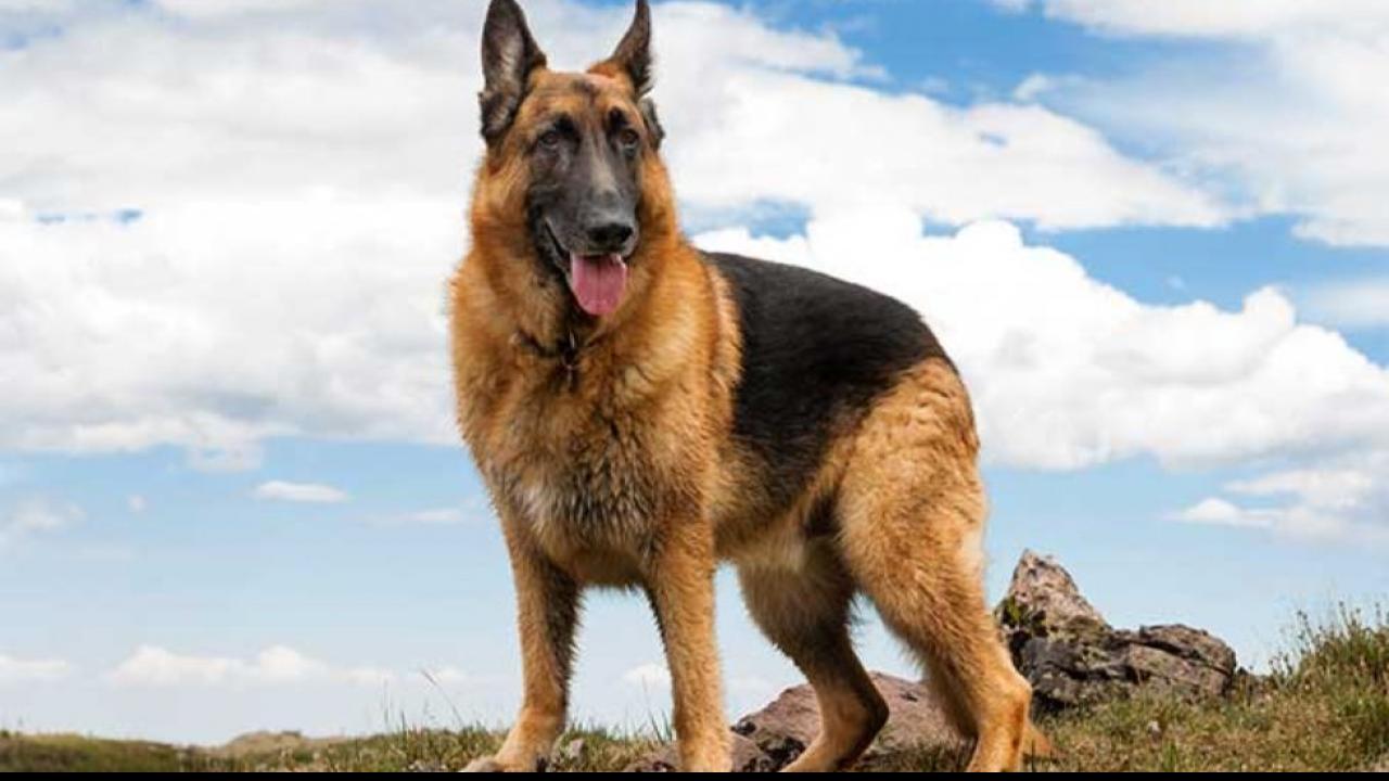 German Shepherd