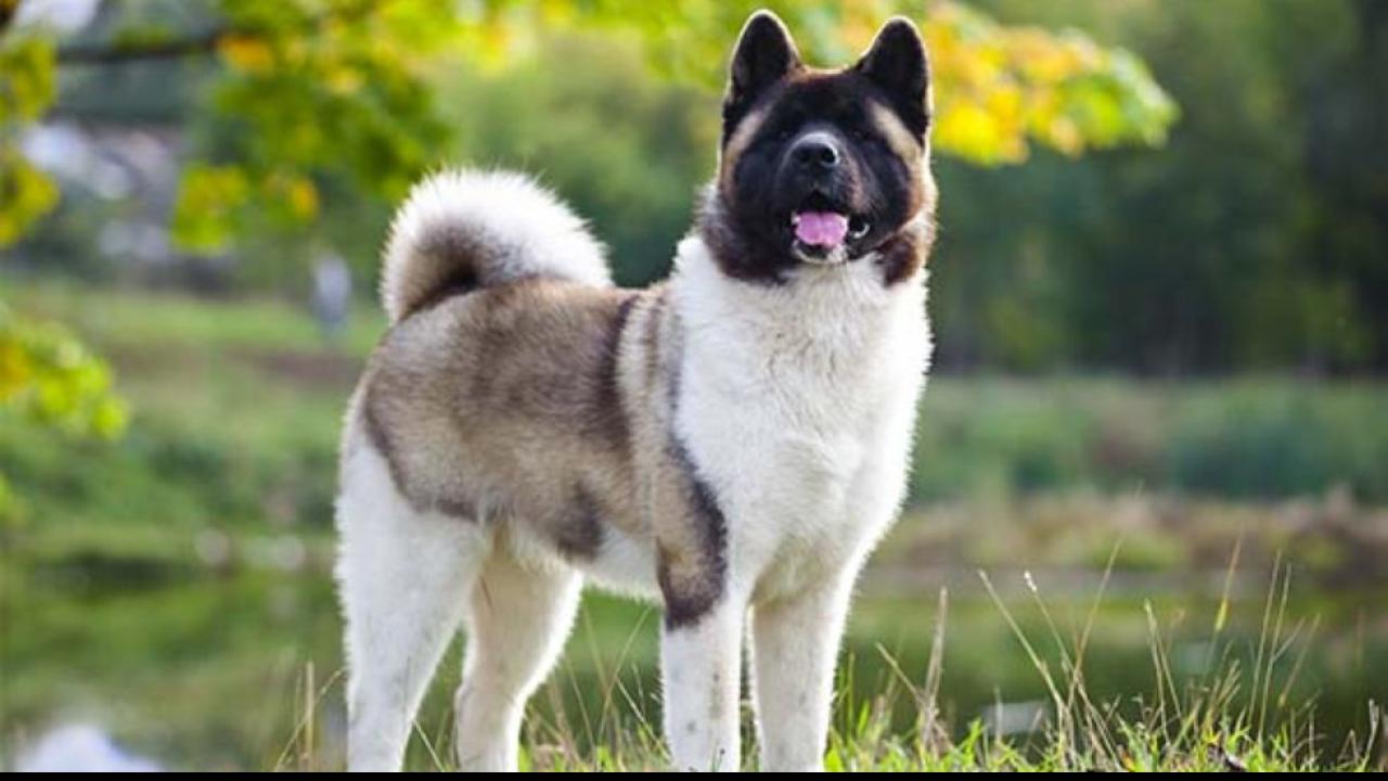 Akita 