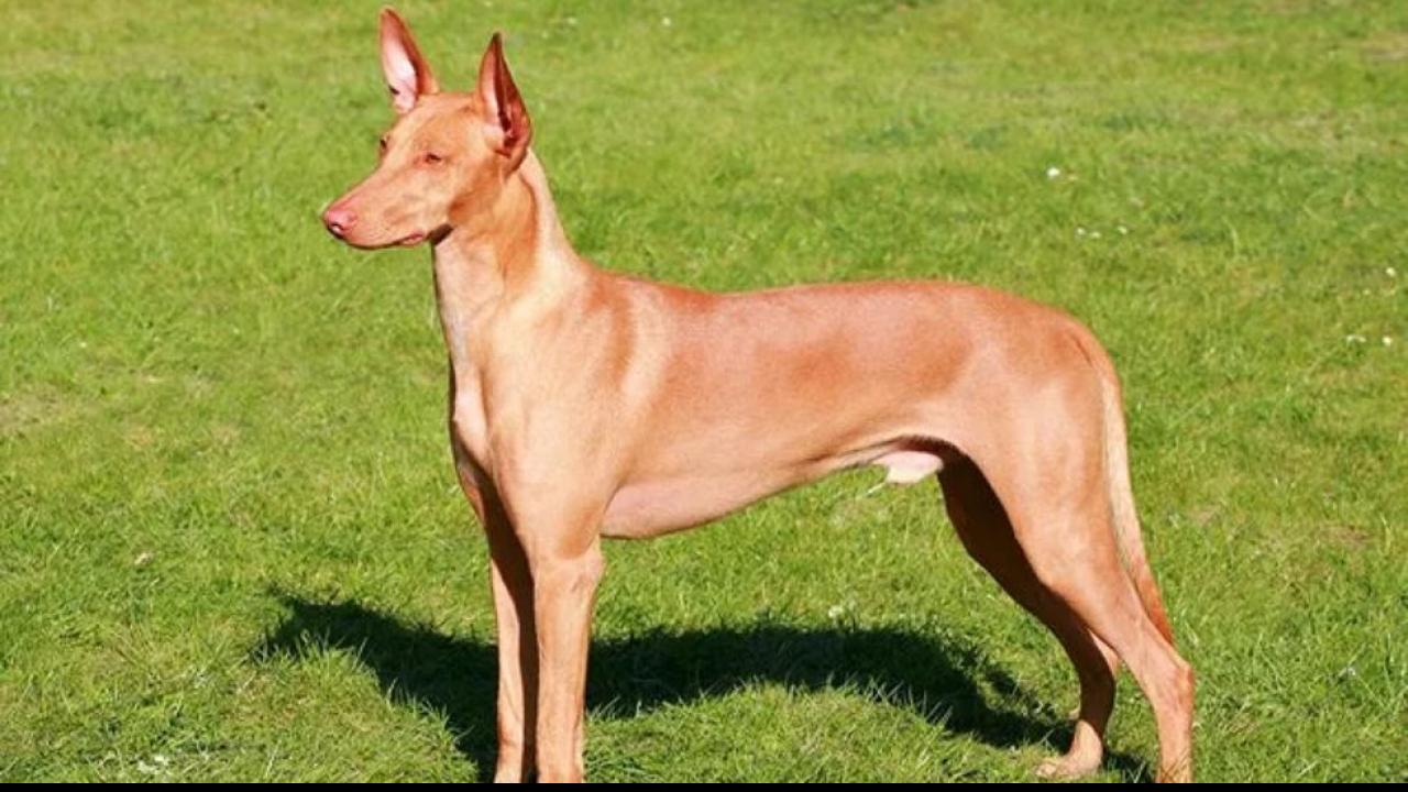 Pharaoh Hound