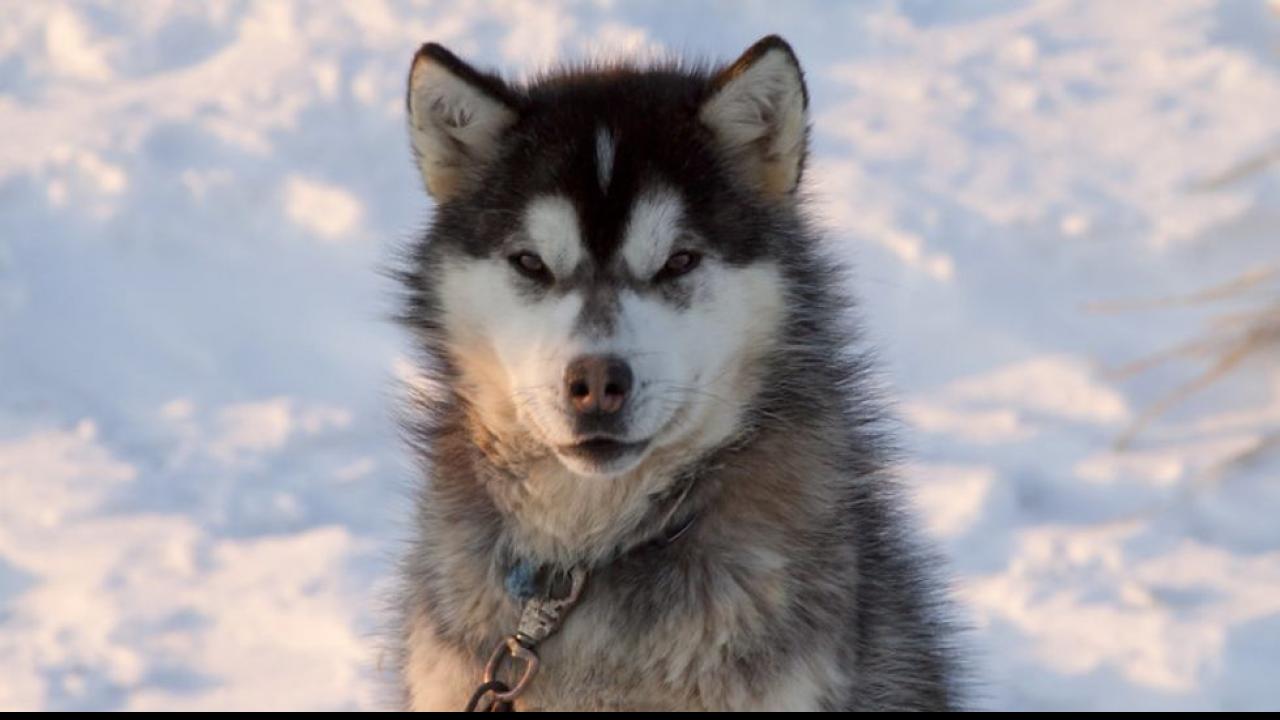 Canadian Eskimo Dog