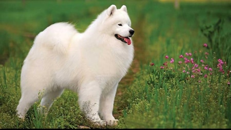 Samoyed