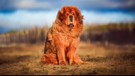 Tibetan Mastiff