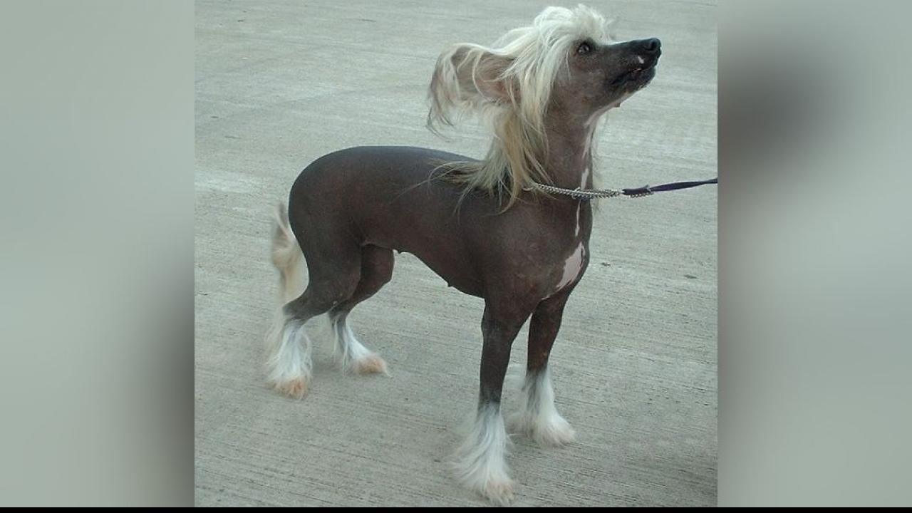 Chinese Crested Dog