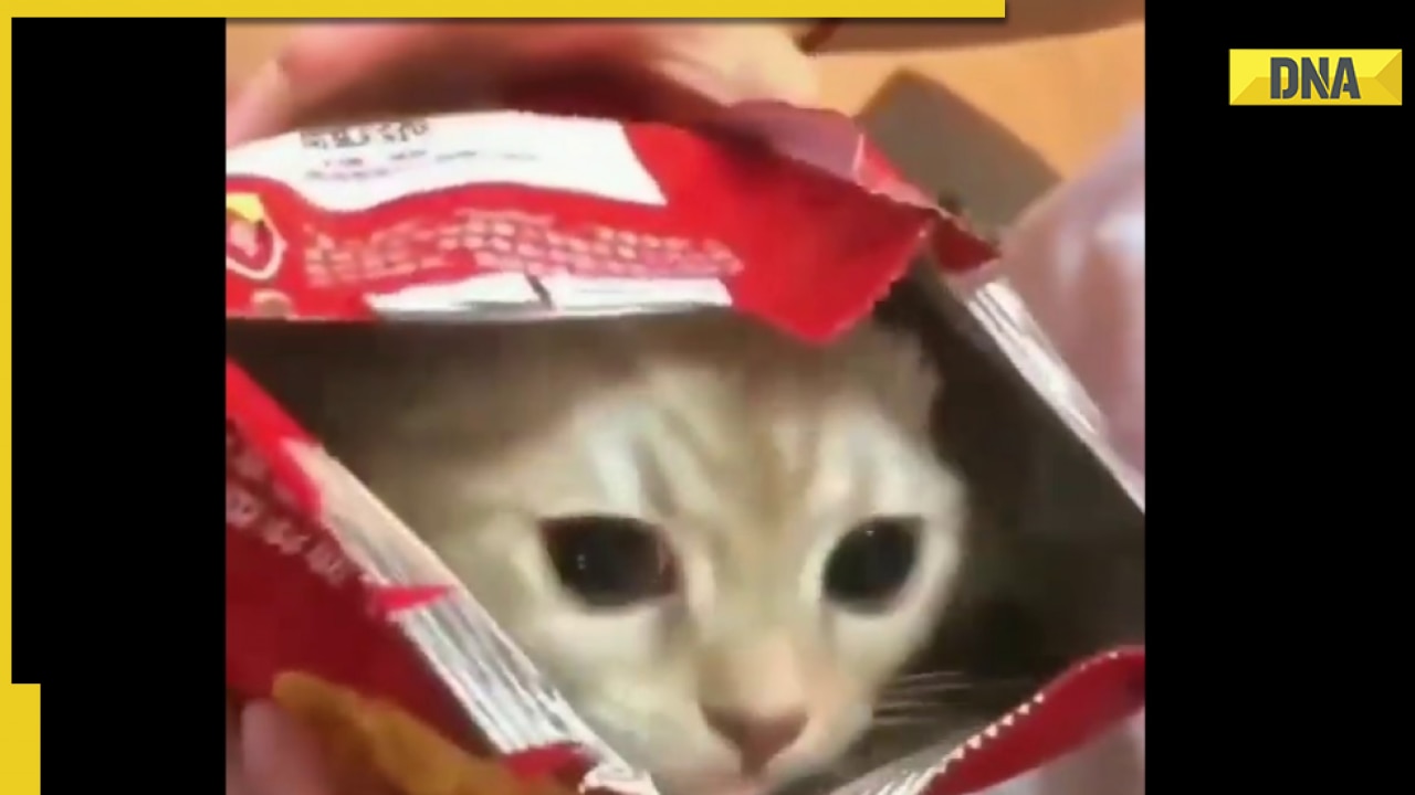Ever seen cat popping out from packet of chips? Viral video leaves