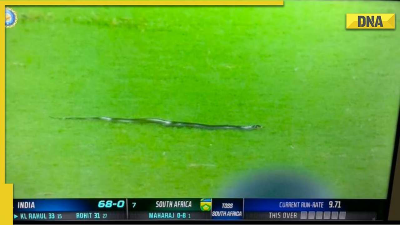 WATCH: Snake stops play during T20I between India and South Africa