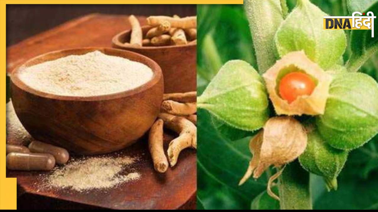 Stress and Anger Remedy: गुस्से पर काबू पाना है तो आज से ही लें अश्वगंधा, लेकिन इन बातों का रखें खयाल