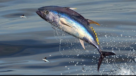 Bluefin Tuna को पकड़ने पर हो जाएगी जेल