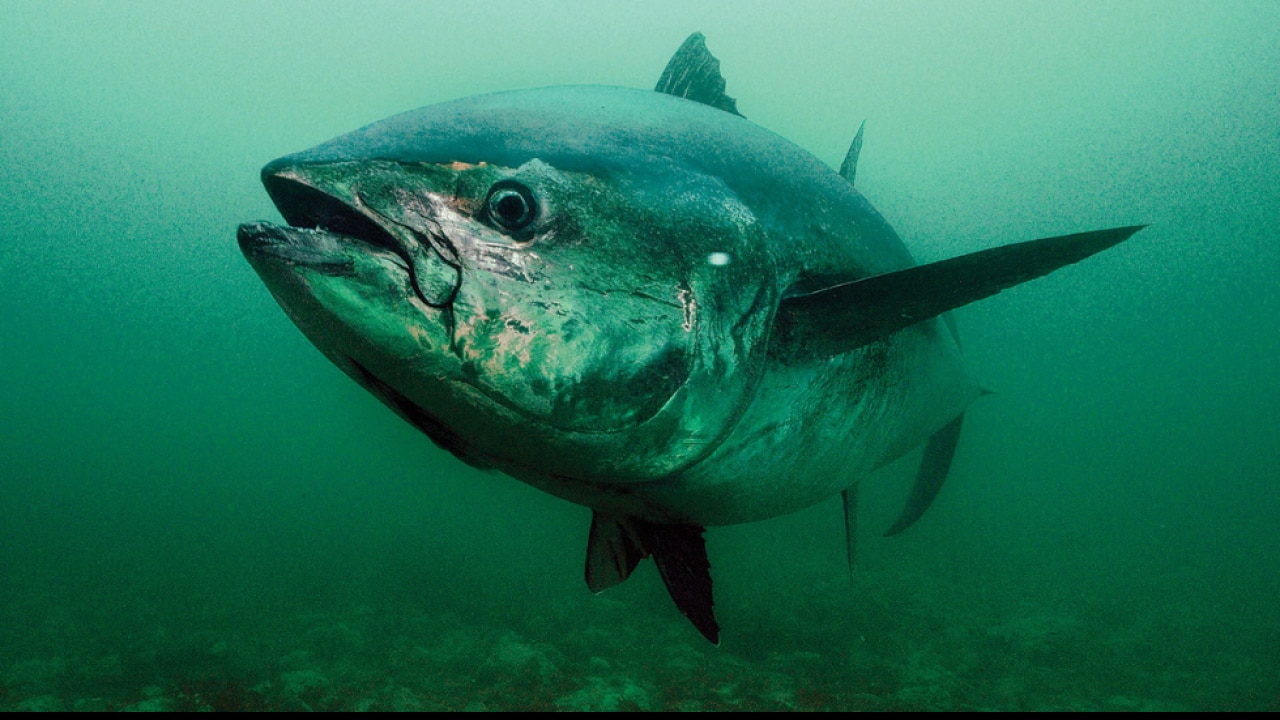 Bluefin Tuna इस महंगी मछली को खाने पर हो सकती है जेल, कीमत सुन उड़
