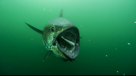  विलुप्त की कगार है Bluefin Tuna