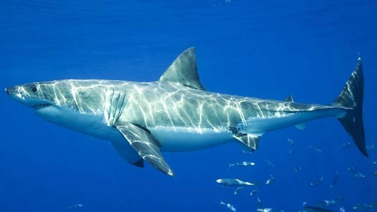 Shocking! Watch video showing ocean's predator killing white sharks on camera #shorts #trending