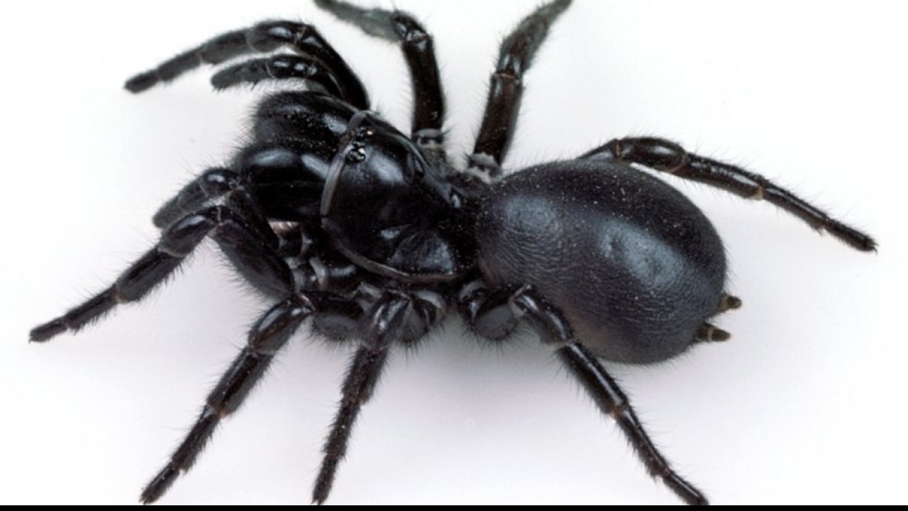 Australian funnel-web spider bite