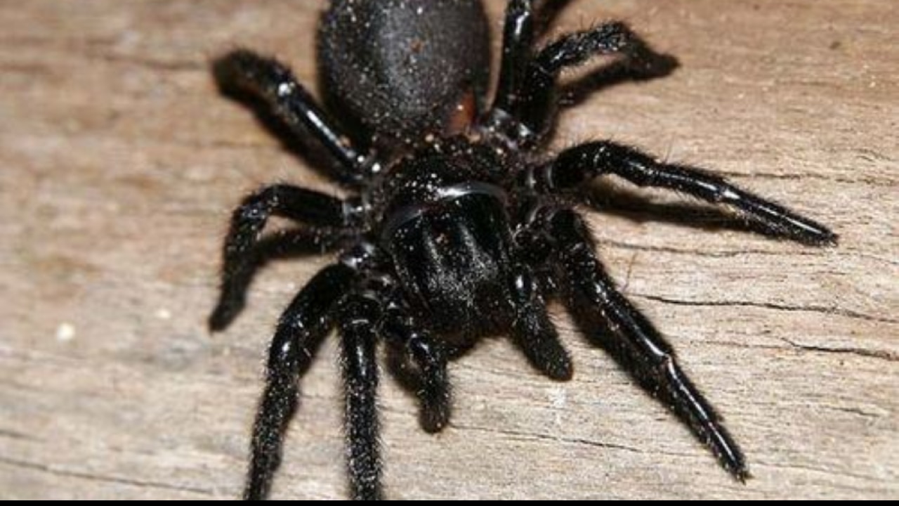 australian funnel-web spider vs man