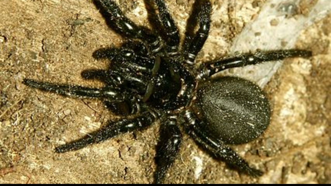 Australian funnel web spider facts