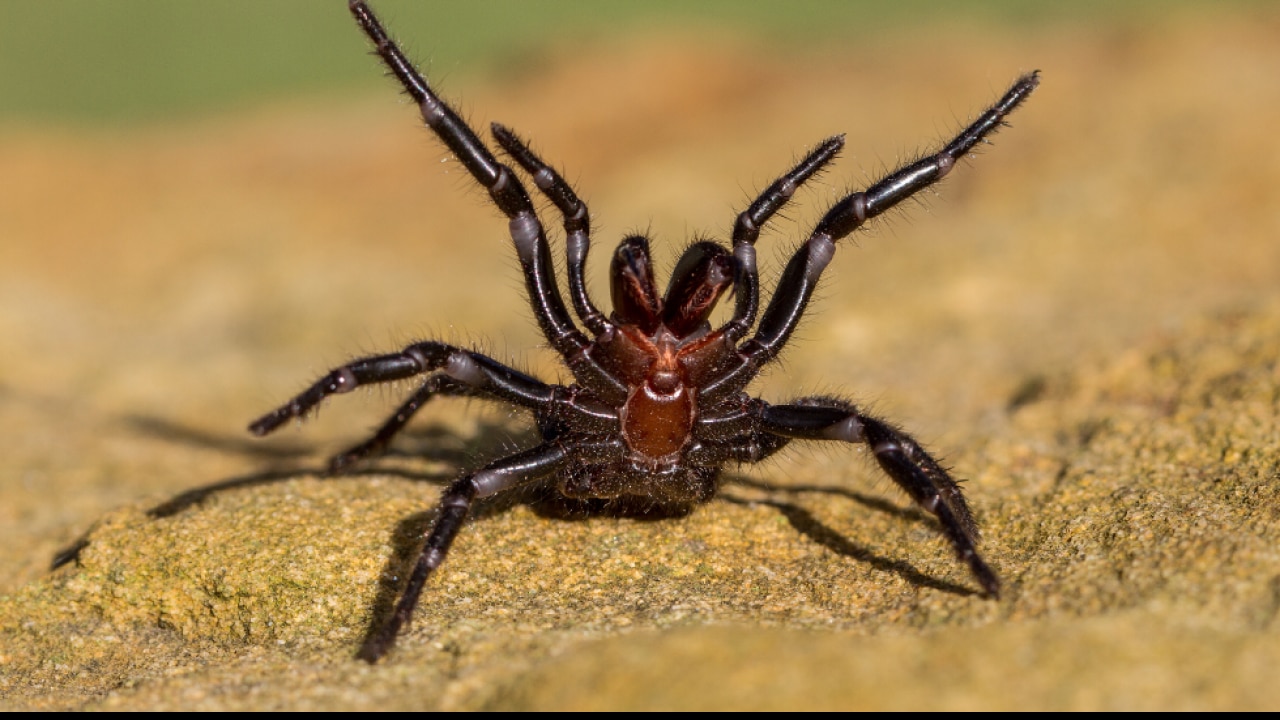 Australian funnel web spider facts bite symptoms