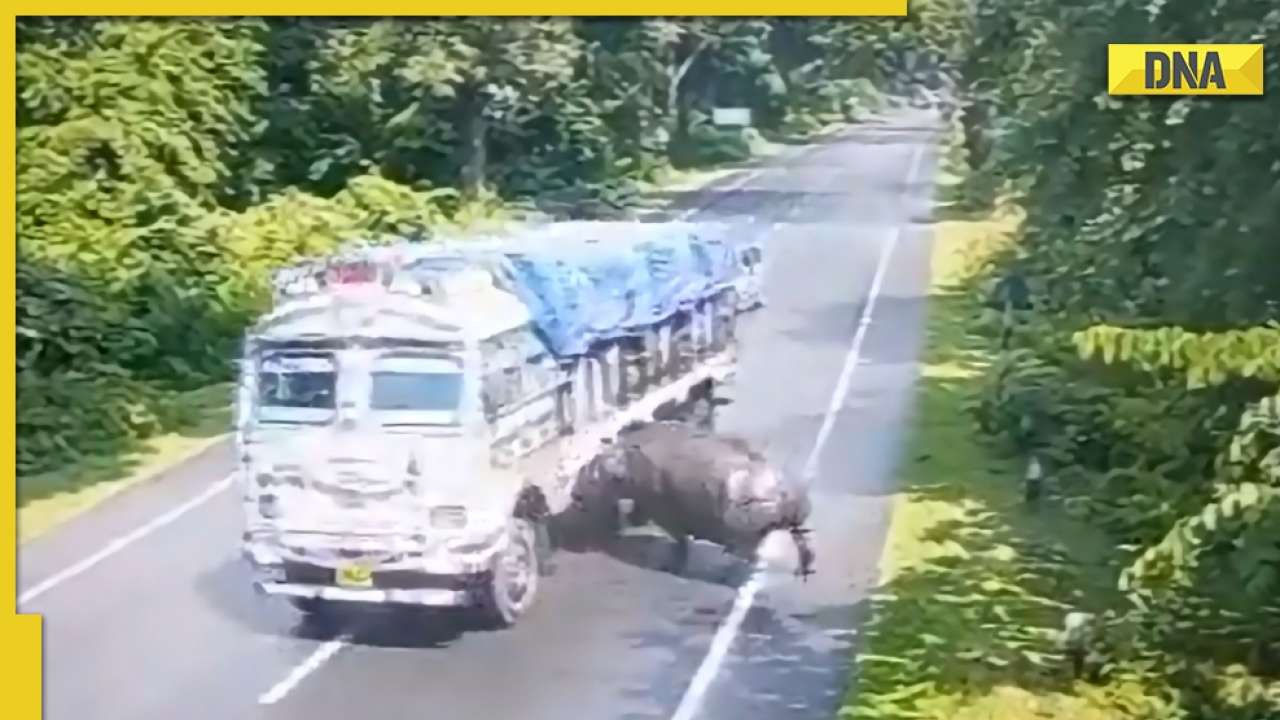 Video: Rhino hit by truck in Assam, driver fined after CM Himanta Sarma's tweet