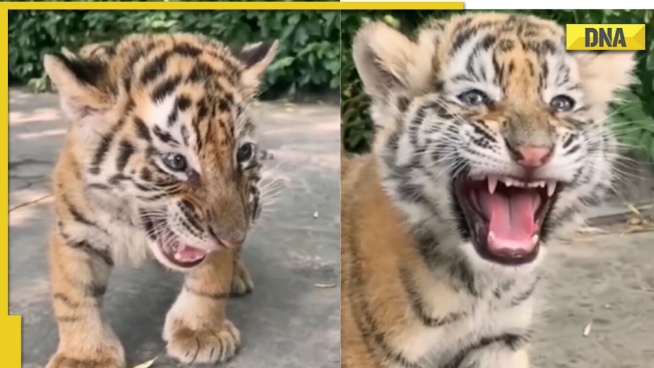 Tiger cub roars in viral video, leaves netizens amazed
