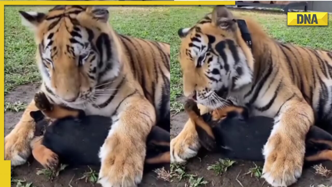 Viral video: Tiger cub cuddles with its mother, netizens say it's 'real  beauty' of nature