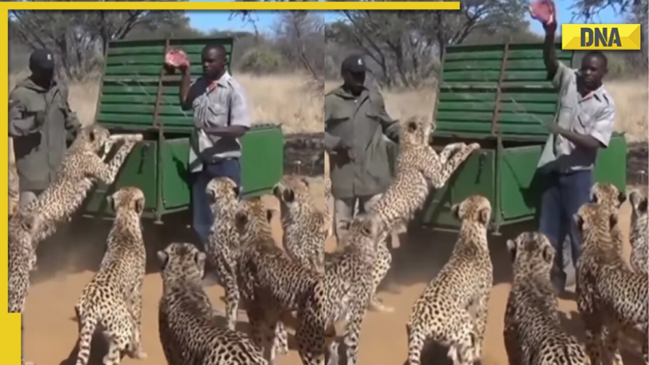 Men feed meat to hungry cheetahs in viral video, Internet is stunned