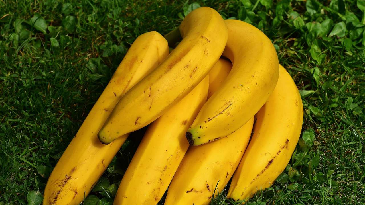 Weight loss, better kidney health Health benefits of including bananas