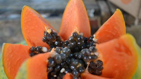 Papaya