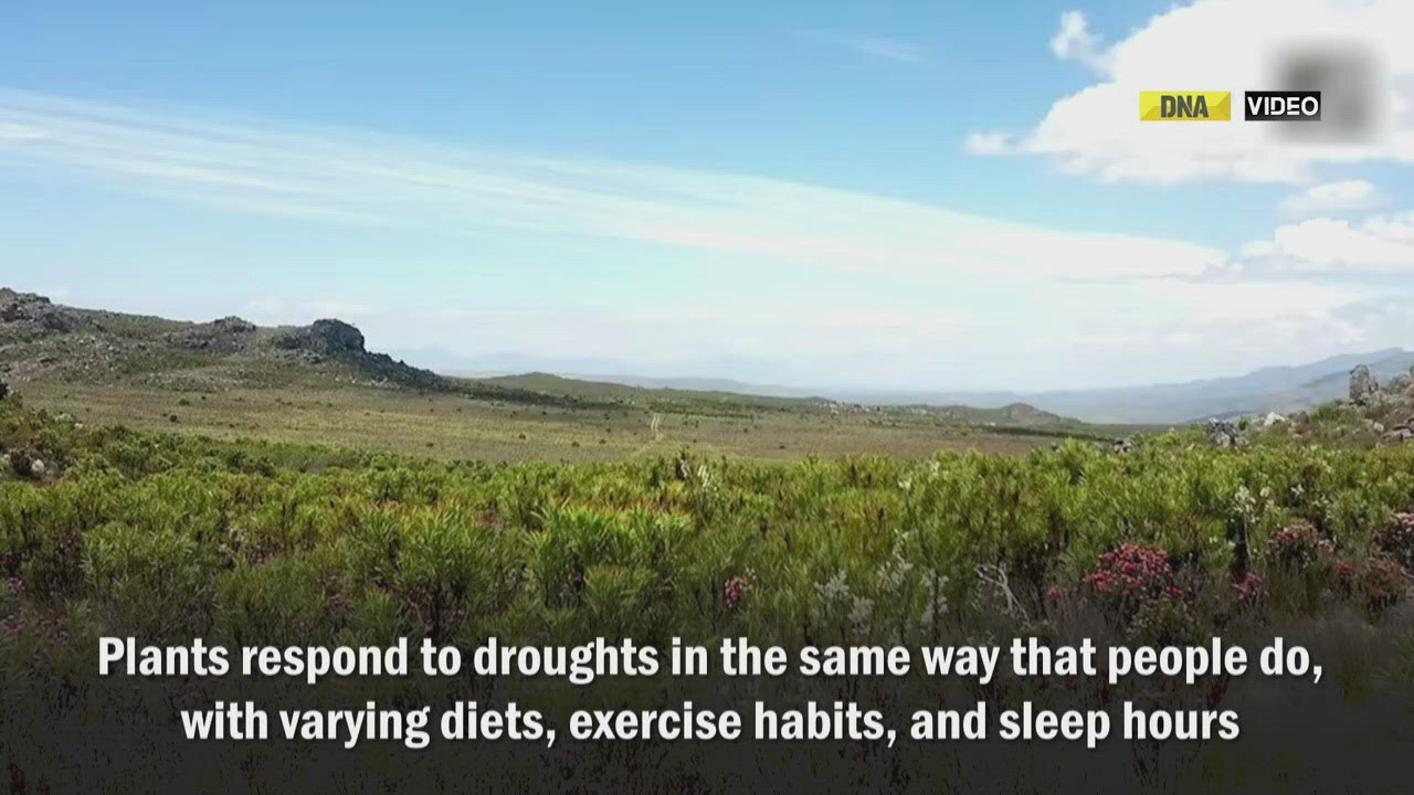 Research: Plant processes could be important in predicting drought development