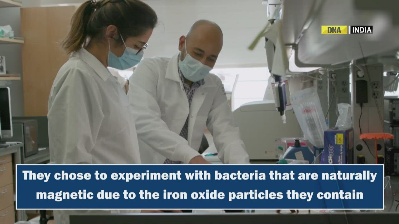 Researchers using magnetic bacteria to fight tumours
