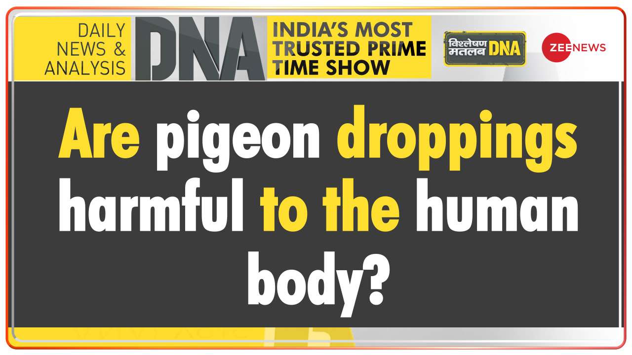 DNA | Are pigeon droppings harmful for the human body?